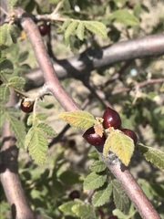 Bursera palmeri
