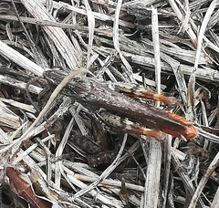 Chorthippus mollis ignifer