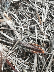 Chorthippus mollis ignifer