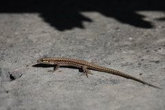 Podarcis muralis