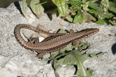 Podarcis muralis