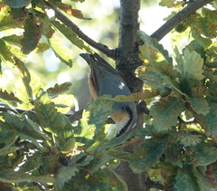 Sitta europaea