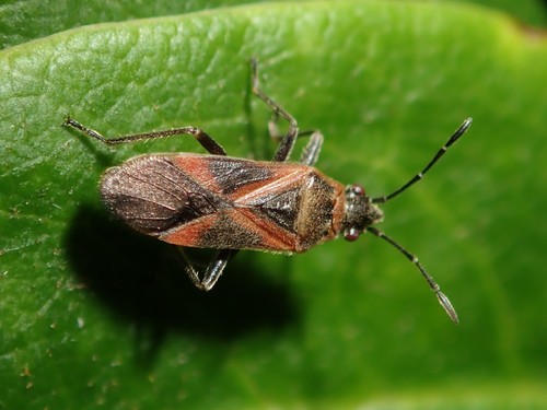 Arocatus roeselii roeselii