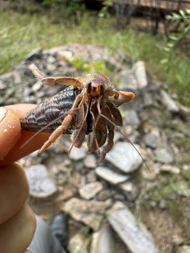 Australian Land Hermit Crab