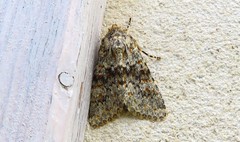 Polymixis flavicincta