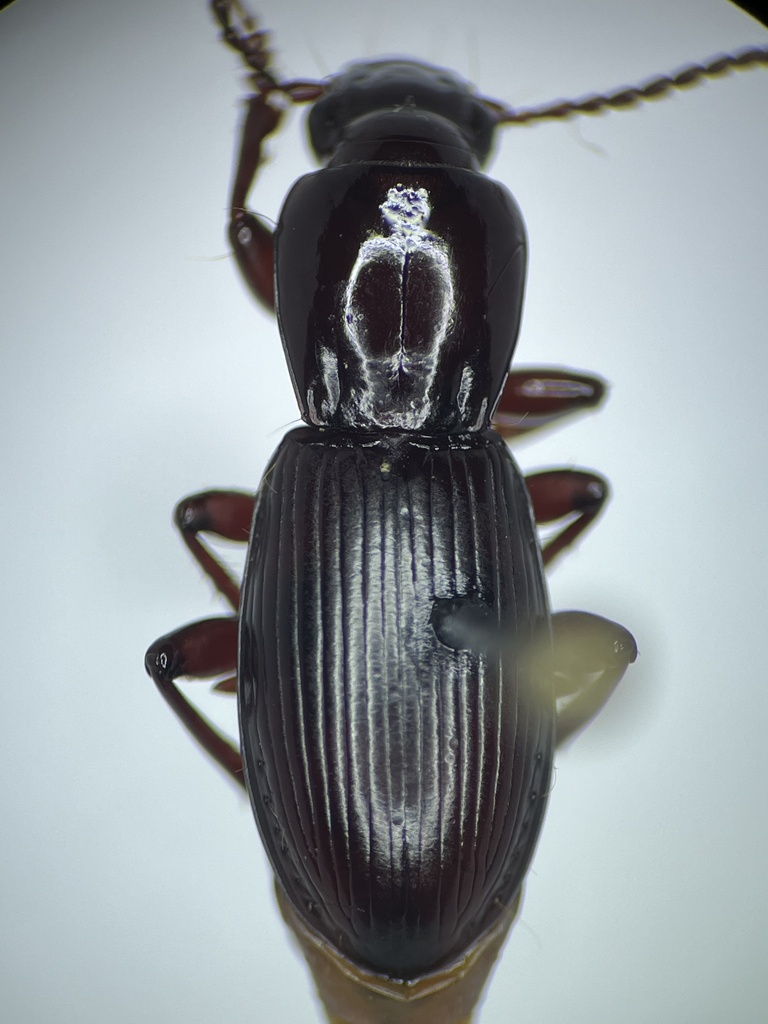 Pterostichus inopinus
