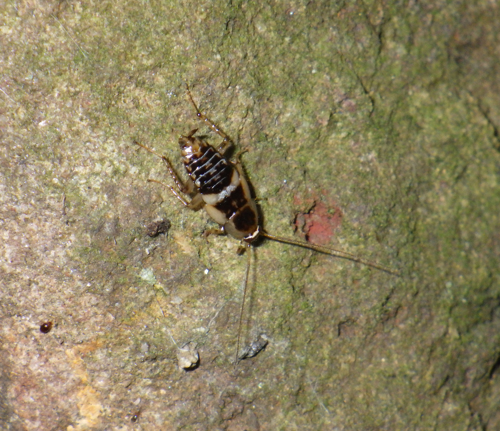 Planuncus vinzi