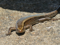 Eutropis multifasciata