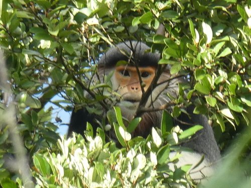 Red-shanked Douc Langur