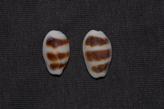 Palmadusta asellus