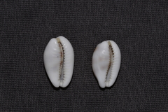 Palmadusta asellus