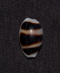Palmadusta asellus