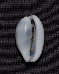 Palmadusta asellus