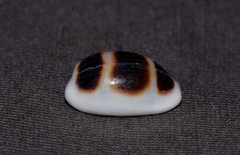 Palmadusta asellus