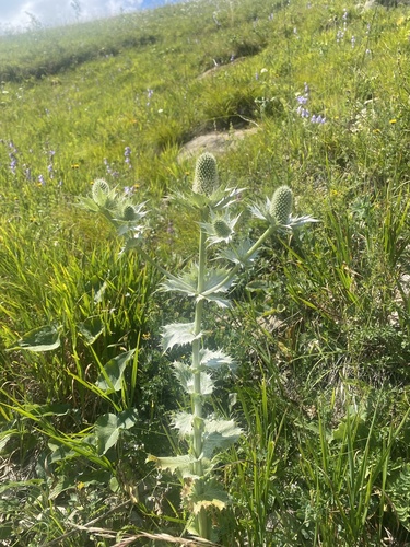 Giant sea holly (Eryngium giganteum)