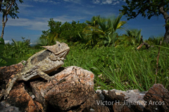 Phrynosoma taurus