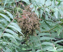 Sorbaria tomentosa