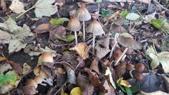 Coprinellus angulatus
