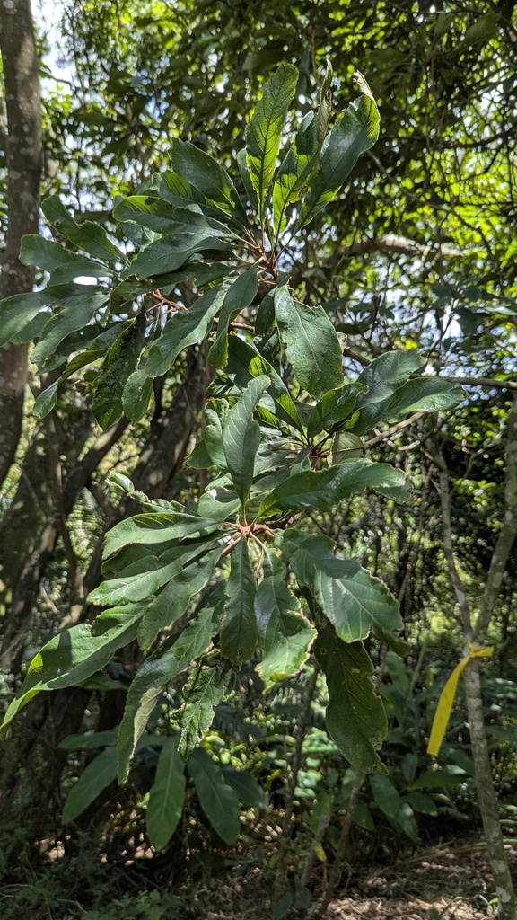 Meliosma rigida; photograph Cheng-Te Hsu, CC BY, iNaturalist via GBIF