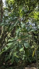 Meliosma rigida