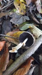 Coprinellus angulatus