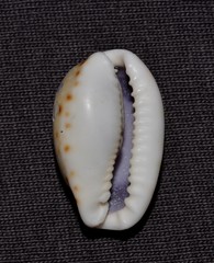 Naria labrolineata