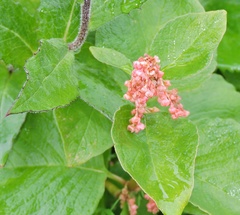 Koenigia rumicifolia