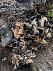 Craterellus cornucopioides