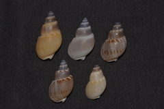 Nassarius particeps