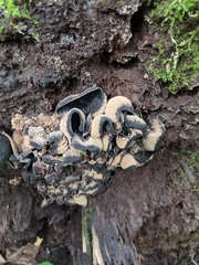 Craterellus cornucopioides