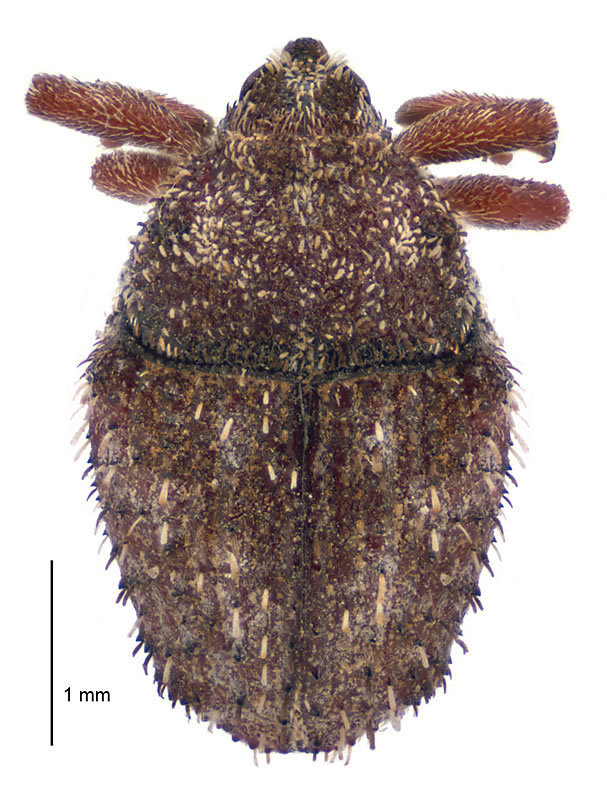 Thistle Crown Weevil