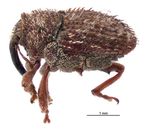Thistle Crown Weevil photo 2