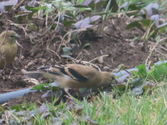 Spinus tristis tristis