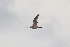 Numenius phaeopus variegatus