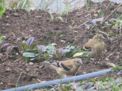 Spinus tristis tristis