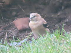 Spinus tristis tristis