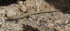 Podarcis muralis