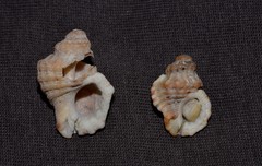 Turritriton labiosus