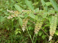Phyllodium pulchellum