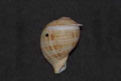 Tonna tankervillii