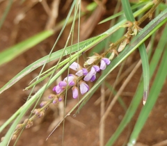 Phyllodium pulchellum