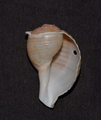Tonna tankervillii