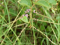 Phyllodium pulchellum