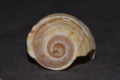 Tonna tankervillii
