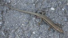 Podarcis muralis