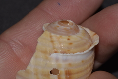 Tonna tankervillii