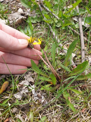 Taraxacum palustre (Taraxacum palustre)