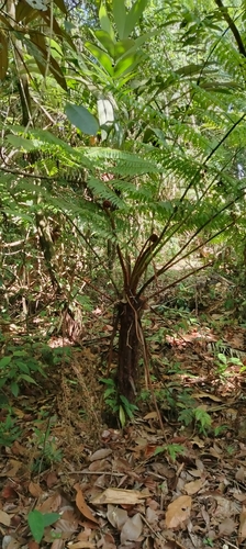 Cyathea divergens observed 2025-07-17