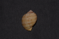 Tonna tankervillii