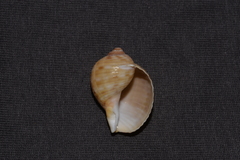Tonna tankervillii